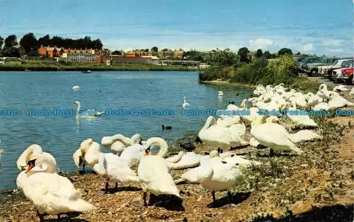 R074118 Weymouth. Die Schwäne. Konstanz