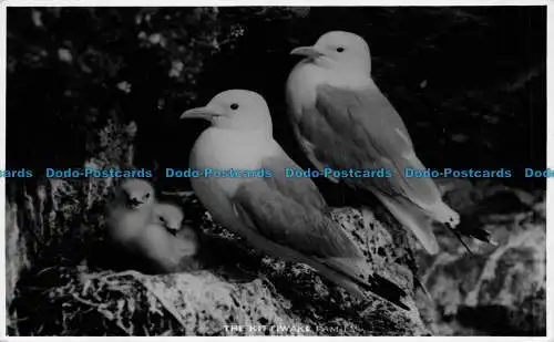 R077145 Die Kittiwake-Familie. W. Hourston