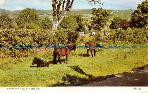 R076707 Dartmoor Ponys bei Widecombe. Jarrold