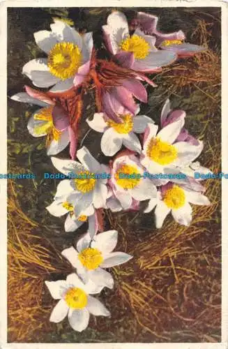 R075899 Nr. 266. Alpine Anemone. Pelzanemonen. Percy Hein