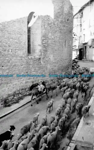 R075991 Esel. Schafe. Unbekannter Ort. Sammlung Provence Foto