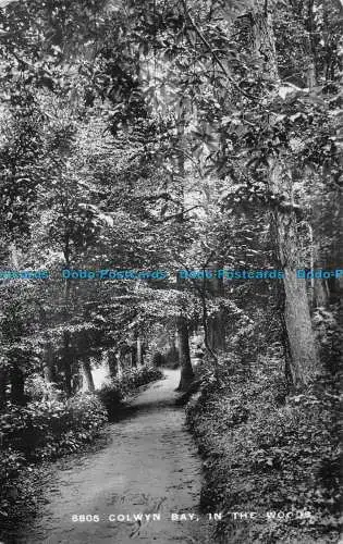 R077470 6805. Colwyn Bay. Im Wald. Der Graphotone C3. 1913