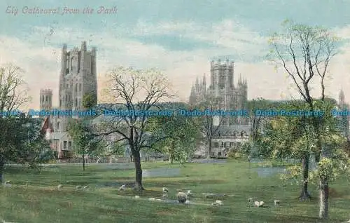 R078217 Ely-Kathedrale aus dem Park. Valentinstag. 1905