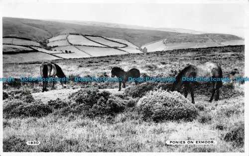 R078339 Ponys auf Exmoor. Dearden und Wade. RP