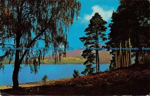 R082233 Loch Rannoch. Perthshire. Schottland. Dexter. 1974