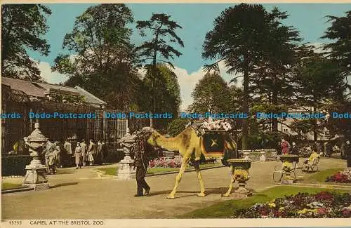 R082534 Kamel im Zoo von Bristol. Harvey Barton. Nr. 45350