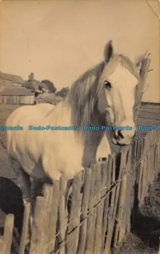 R084482 alte Postkarte. Pferd