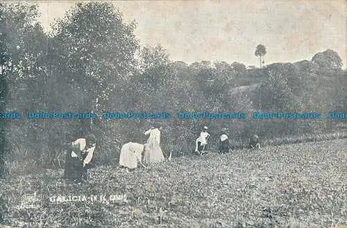 R038865 Galicien. Auf dem Feld. B. Hopkins