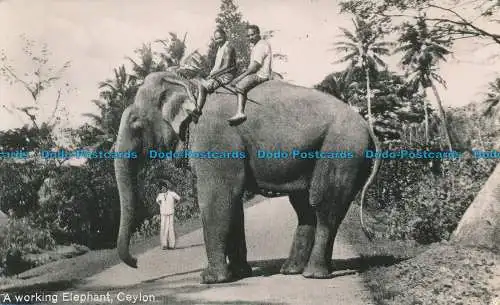 R038954 Ein arbeitender Elefant. Ceylon. B. Hopkins