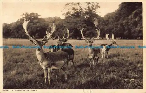 R039634 Hirsche im Cirencester Park. Dennis. Cecily. 1931