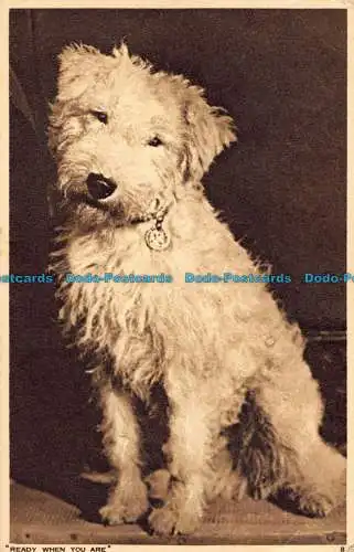 R039635 Bereit, wenn Sie sind. Ein Hund. Photochrom. 1952