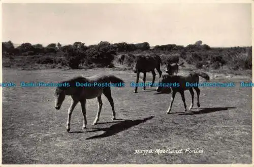 R039646 Moorponys. Sweetman. Nr. 383778. RP