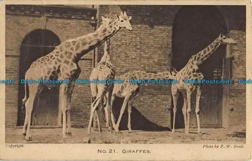 R039648 Giraffen. F.W. Bond. Nr. 21. 1922