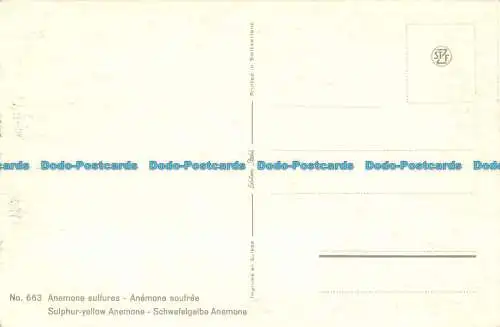 R087386 Nr. 663. Schwefelgelbe Anemone. Stehli