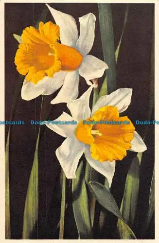 R087391 Nr. 32. Narcisuss Pseudonarcissus. Stehli