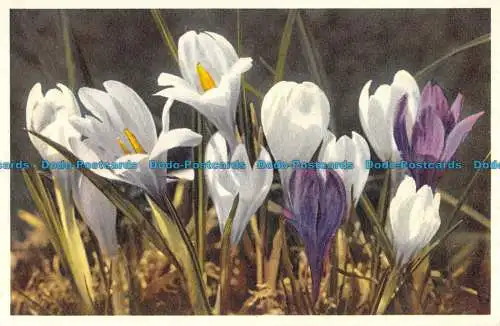 R086316 Crocus vernus. J. Burrow. E. Gyger