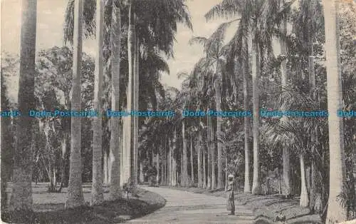 R088130 Platte. Nein. 104. Kohlpalmen. Peradeniya Gardens. Ceylon