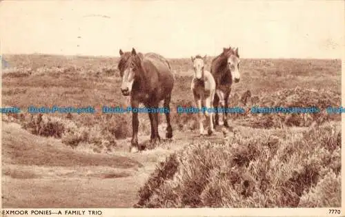 R087148 Exmoor Ponys. Ein Familientrio. Solograph-Serie De-Luxe-Fotografie. E.