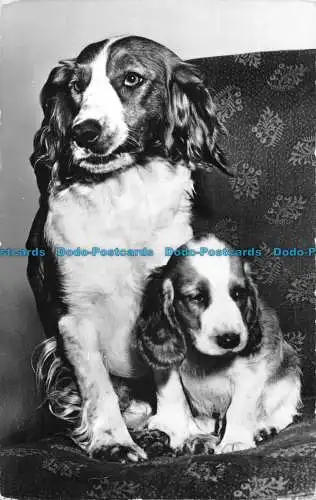 R088566 Hunde. 1965