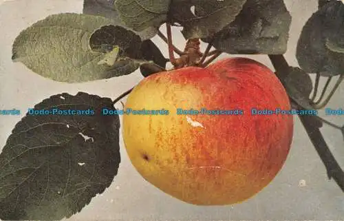 R088610 Apfel. Charlamowsky. Rommler und Jonas