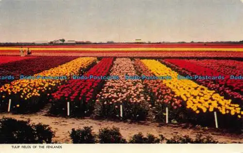 R120392 Tulpenfelder der Fenlands. Jarrold. RP