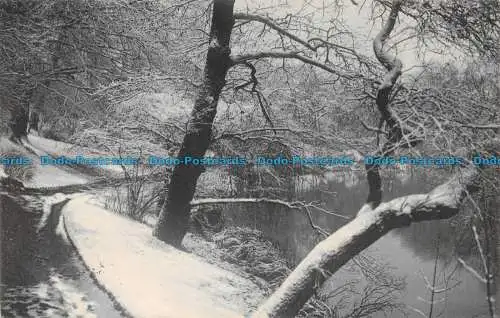 R121099 alte Postkarte. Winter im Wald am See. 1905