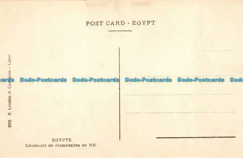 R129371 Ägypten. Reinigung der Dromedare im Nil. B. Livadas und Coutsicos