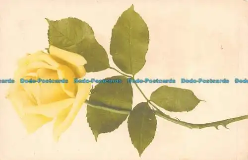 R127775 alte Postkarte. Gelbe Rose. Rommel und Co