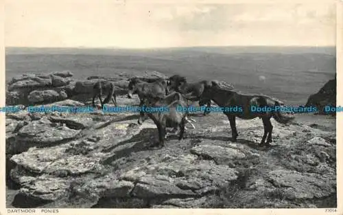 R129843 Dartmoor Ponys. Photochrom. Nr. 73014. 1939