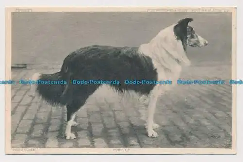 R624077 Preishunde. Collie. S. Hildesheimer