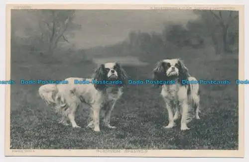 R624079 Preishunde. Blenheim Spaniels. S. Hildesheimer