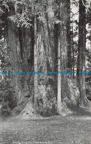 R624451 Santa Cruz Big Tree Grove. Kal. D 165. Pacific Novelty. San Francisco