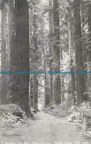 R624453 Betreten von Big Tree Grove Santa Cruz Cal. 2915. Pacific Novelty. San Franc