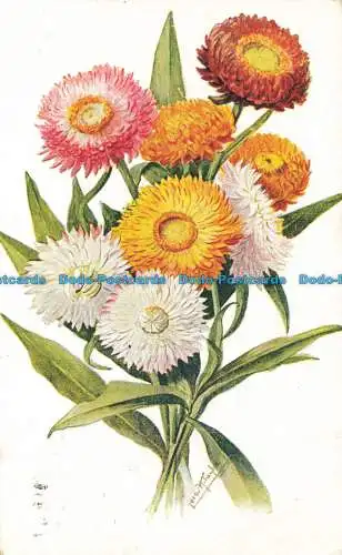 R627313 Ewige Blumen. Postkarte