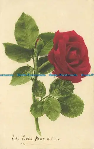 R626445 Die Rose zum Lieben. Martin Rommel