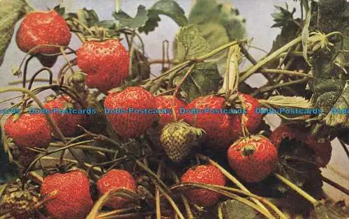 R628239 Die Erdbeeren. Das Photochrom. Celesque Serie