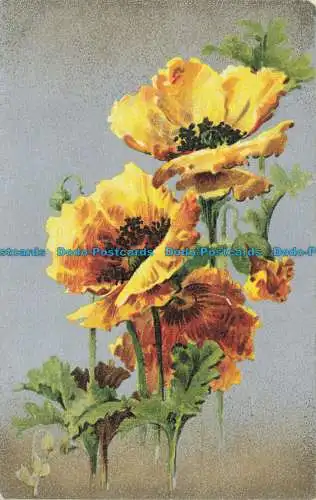 R626662 gelbe Blumen. B. B. Serie. Nein. 14