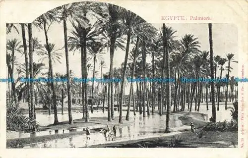 R632103 Ägypten. Palmen. Postkarte