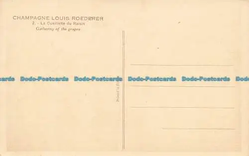 R633421 Champagner Louis Roederer. Sammlung der Trauben