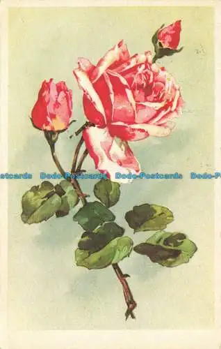 R634409 Rosa. Postkarte