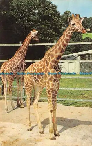 R133895 Chessington Zoo. Chessington. Surrey. Jarrold. Cotman Farbe. 1973