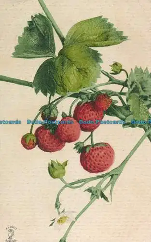 R134198 Alte Postkarte. Erdbeeren. Ritter. Nr. 1073. 1905