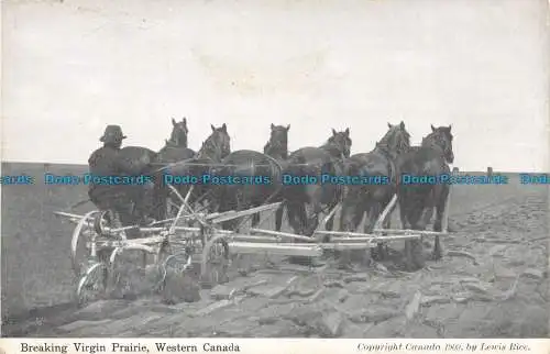 R137490 Breaking Virgin Prairie. Westkanada. 1909. Lewis Rice