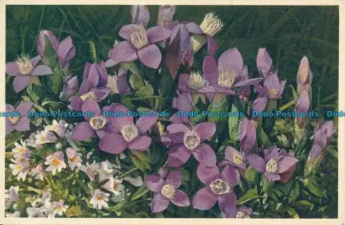 R136844 Augenvogel Euphrasia. Gyger. Nr. 2222