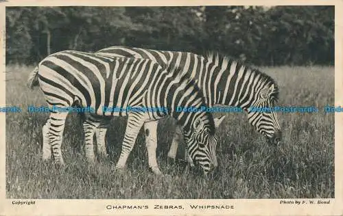 R136939 Chapmans Zebras. Peitschenhiebe. F.W. Bond. 1934