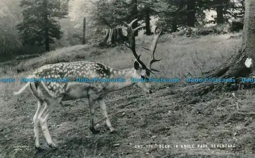 R137891 Hirsche im Knole Park. Sevenoaks. Frith