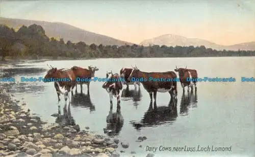 R137916 Milchkühe bei Luss. Loch Lomond. Wildt und Kray. Seriennr. 1151