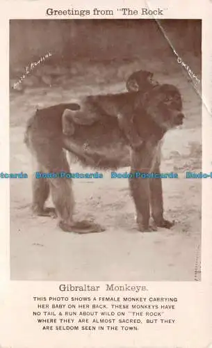 R137918 Grüße vom Felsen. Gibraltar Affen. Weiblicher Affe und ihr Baby.