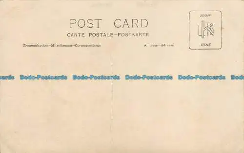 R137948 Hunde. Alte Fotografie. Postkarte. Multi View