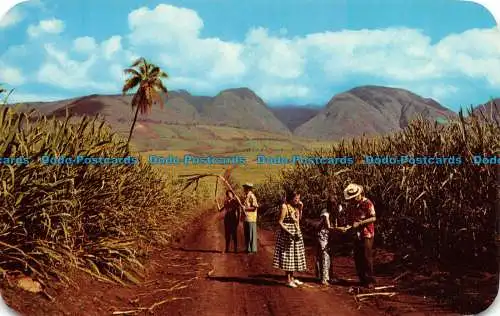 R138436 Zuckerfelder. West Maui Mountains. 2302. Hawaiianische Ansichten. Max Basker